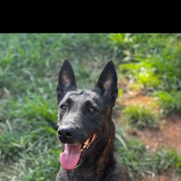 Hellcat - Dutch Shepherd