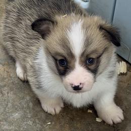 Girl 1 - Red female Pembroke Welsh Corgi puppy in Moulton, Alabama from Reed's Pembroke Corgi Welsh