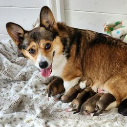Pembroke Welsh Corgi Puppies from AW Corgis