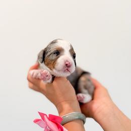 Valerie - Merle female Bernedoodle puppy in Ontario, California from Teddy Doodles & Standard Poodles