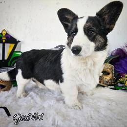 Girl 1 - Black and white female American Corgi puppy in Natchitoches. La, Louisiana from Bleu Bayou Corgis