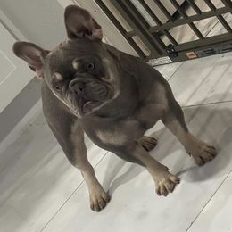French Bulldogs from frenchie4family_