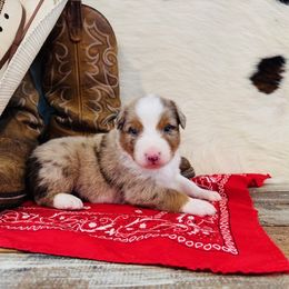 'Duke' - Red merle male Australian Shepherd puppy in Durand, Wisconsin from Larson’s Legacy Aussome Aussie Kennels