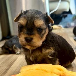 Edward - Black and tan male Yorkshire Terrier puppy in Tangipahoa County, Louisiana from Riche’ Louisiana Yorkies