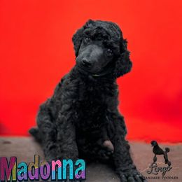 Madonna - Black female Poodle puppy in Nederland, Texas from Lingo Standard Poodles