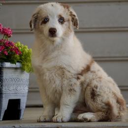 Lucy - Red merle female Australian Shepherd puppy in Glenville, Pennsylvania from Rolling Hills Australian Shepherds