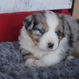 Australian Shepherd Puppies from Pole Canyon Australian Shepherds