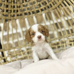 CASSEROLE - Chocolate male Cavalier King Charles Spaniel puppy in Jackson, Ohio from The Cavaliers at EAP Acres