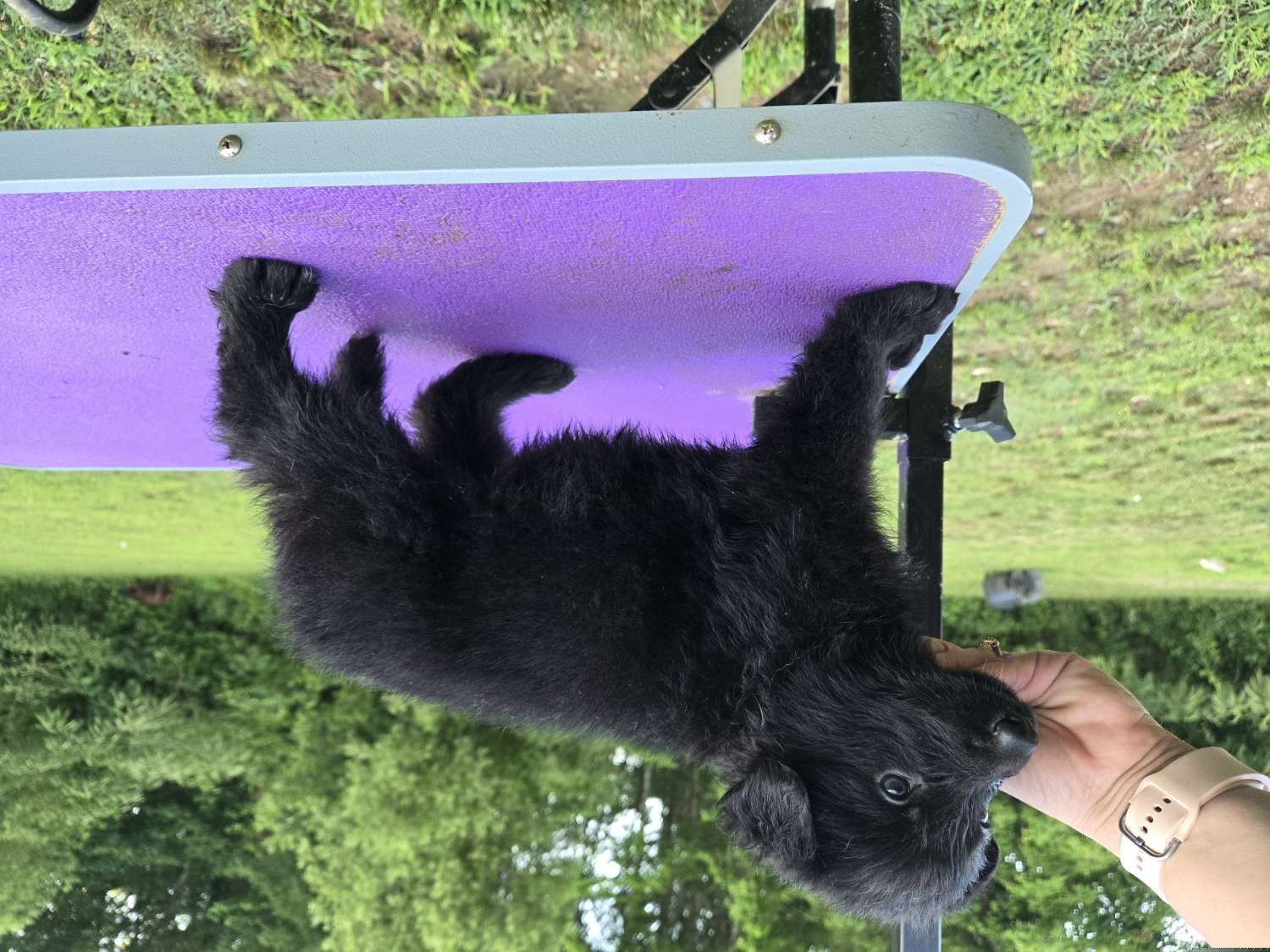 Black female - Black German Shepherd puppy in Berry, Alabama from Whisper Gray