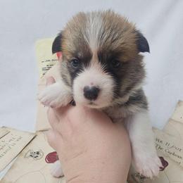 Ruffles-Silver collar - Red female Pembroke Welsh Corgi puppy in Deming, New Mexico from Dragon Ridge Corgis