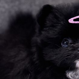 Pomeranians from Pomeranian experts