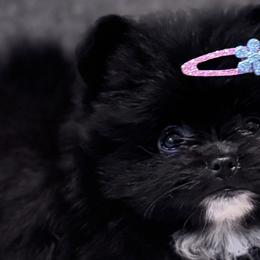 Pomeranians from Pomeranian experts
