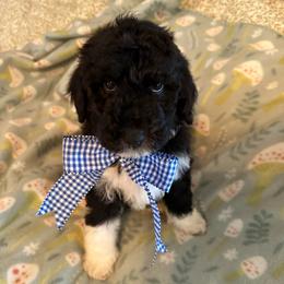 Bean - Parti male Labradoodle puppy in Greensboro, Georgia from B’s Doodles