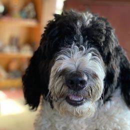 Poppie - Bernedoodle