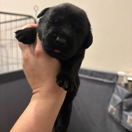 Purple - Black female Labrador Retriever puppy in Menifee, California from The Golden Leash Kennels