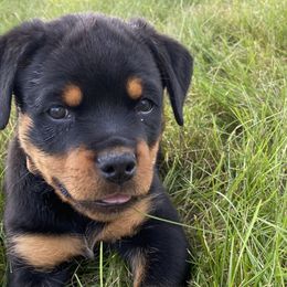Girl 7 - Rottweiler puppy in Eaton Rapids, Michigan from The Rottweiler Haus