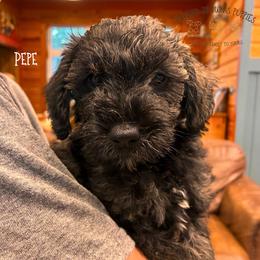 Pepe - Black male Schnoodle puppy in Sedalia, Missouri from Farmer Brown's Puppies