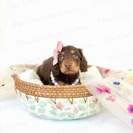 Geneva - Chocolate and tan female Dachshund puppy in Greenville, North Carolina from The Gorman Farms