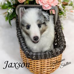 Jaxson - Shetland Sheepdog puppy from Bellissimo Shelties