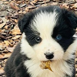 Australian Shepherds and Border Collies from Wild Rose Ranch
