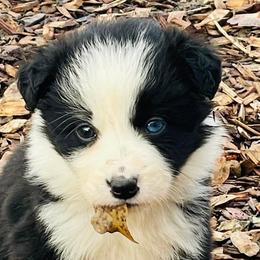 Australian Shepherds and Border Collies from Wild Rose Ranch