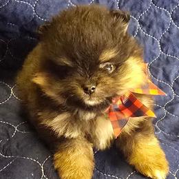 Boy 2 sm-cho - Chocolate and tan male Pomeranian puppy in Bloomingdale, New Jersey from Bella Luna Pomeranians