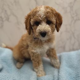 Blaze - Red  male Goldendoodle puppy in Kansas City, Kansas from Bella & Ivy’s Mini Goldendoodles of KC