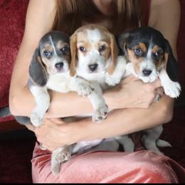 Beagle Puppies from Homegrown Beagles
