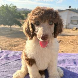 Ranger (vChris) - Parti female Poodle puppy in Meadowbrook, California from Standard Poodle Pups