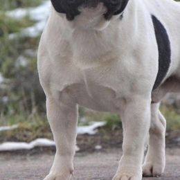 French Bulldogs from South Peach Frenchies