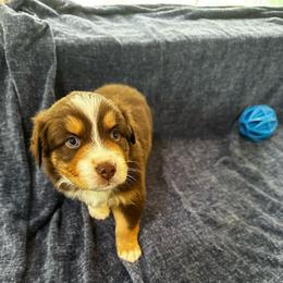 Baby Ruth - RTF - Red tri-color female Australian Shepherd puppy in Duluth, Minnesota from Frozen Nort Aussies