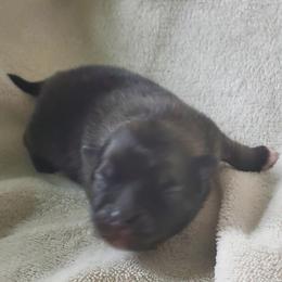 Jet - Black and tan parti male Pomeranian puppy in Bellevue, Iowa from Fluffy Wonders Poms and Doodles