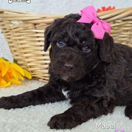 Lt Pink - Chocolate female Goldendoodle puppy in Rockledge, Florida from Stormie's Doodles