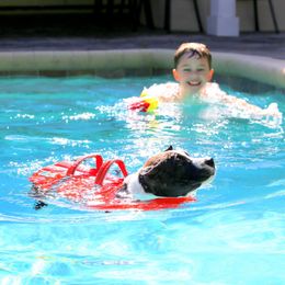 American Foxhound and American Staffordshire Terrier Puppies from Whitlow Kennel