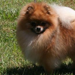 Pomeranians from YKnot Pomeranians
