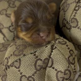 Brownie - Chocolate, tan and white male Yorkshire Terrier puppy in Illinois from Pretty Little Yorkies