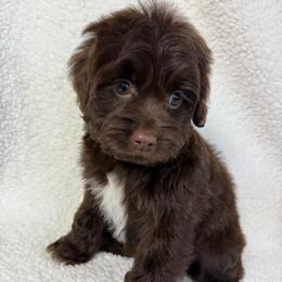 Nandi - Brown and white female Cockapoo puppy in Queens, New York from The 2 Musketeers_Cockapoos
