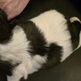 Boy 1 - Brindle and white male Shih Tzu puppy in Norris City, Illinois from Dainty and Darling Shih Tzu