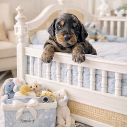 Smokey - Merle male Goldendoodle puppy in Aurora, Illinois from Chicago Goldendoodles