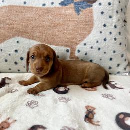 Dachshund, Pembroke Welsh Corgi, and Toy Australian Shepherd Puppies from Journey’s End CAD Farm