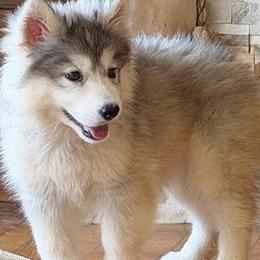 Grisel - Gray and white female Siberian Husky puppy in Woodlawn, Virginia from Delta Huskies