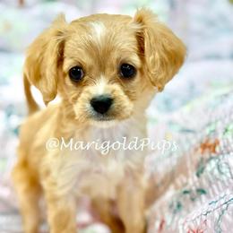 Elise - Red female Cavapoo puppy in Liberty, Missouri from Marigold Pups