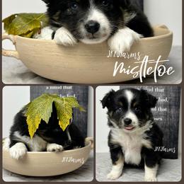 (3) Mistletoe, BTF - Black tri female Miniature American Shepherd puppy in Huntington, Texas from JKKJ Farms