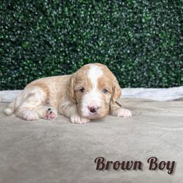 Brown Boy - Red male Bernedoodle puppy in Modesto, California from Two Doods Doodles