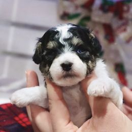 Samuel - Parti male Poodle puppy in Green Forest, Arkansas from Horseshoe Drive Kennel
