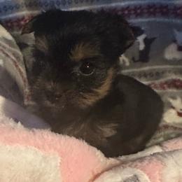 Tiny - Black and tan female Yorkshire Terrier puppy in Eden, Maryland from Canines  Unlimited