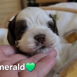 AKC Emerald - Brown roan female Cocker Spaniel puppy in Morristown, Tennessee from Down in the Holler