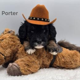 Porter - Tri-color male Bernedoodle puppy in Summerville, South Carolina from Channys Doodles
