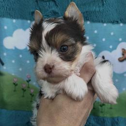 Cowboy - Chocolate, tan and white male Yorkshire Terrier puppy in Parkersburg, West Virginia from Chocolate Diamonds in the RUFF