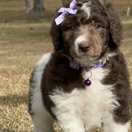 Miss Purple Collar - Parti female Poodle puppy in Screven, Georgia from Dreamland Standard Poodles